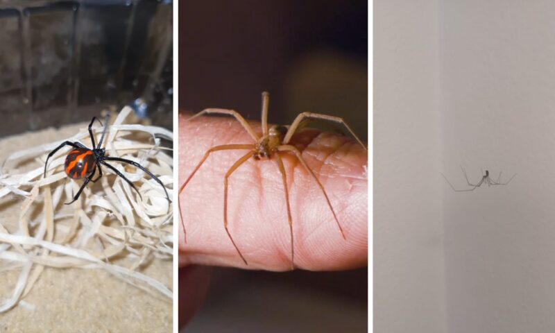 crna udovica (Latrodectus tredecimguttatus), smeđi samotnjak (Loxosceles spp.), kućni pauk (Pholcus phalangioides), primeri paukova koji se mogu videti u Srbiji