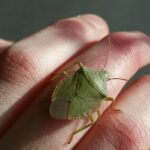 Kako izgleda ujed smrdibube