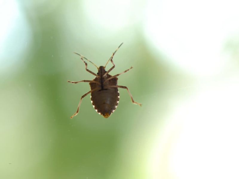 prikaz zelene smrdibube